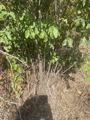 Zanthoxylum hirsutum