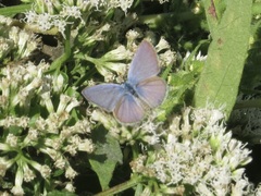 Hemiargus ceraunus