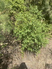 Zanthoxylum hirsutum