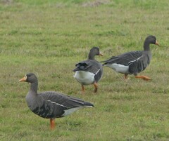 Anser albifrons flavirostris