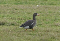 Anser albifrons flavirostris