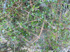 Coprosma propinqua