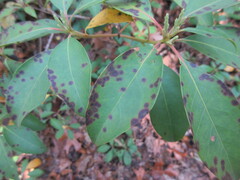 Mycosphaerella colorata
