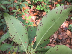 Mycosphaerella colorata