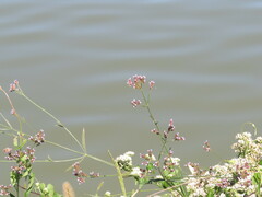 Verbena brasiliensis