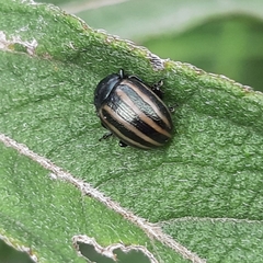 Doryphorina