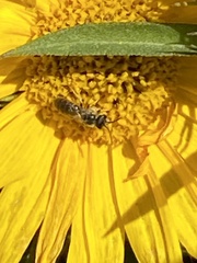 Halictus tripartitus