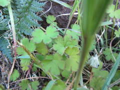 Geranium microphyllum