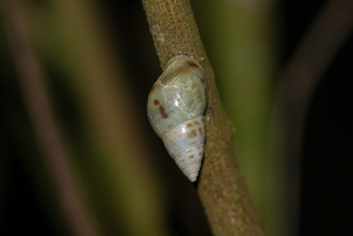 Drymaeus dormani image