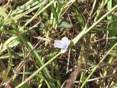 Hemiargus ceraunus