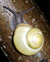 Cepaea