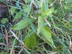 Melicytus ramiflorus