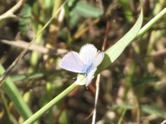Hemiargus ceraunus