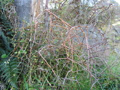 Coprosma crassifolia