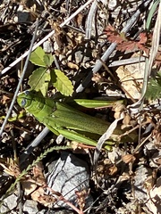 Schistocerca shoshone