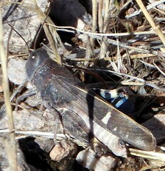 Leprus