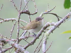 Vireo olivaceus