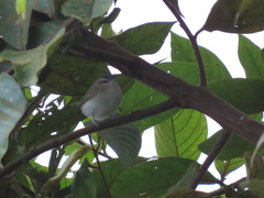 Vireo olivaceus