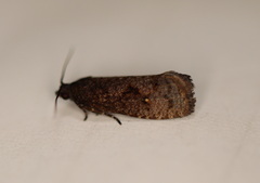Cryptaspasma sordida