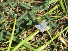 Hemiargus ceraunus