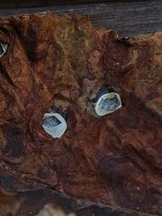 Cameraria ohridella