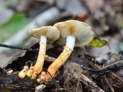 Pholiota lucifera