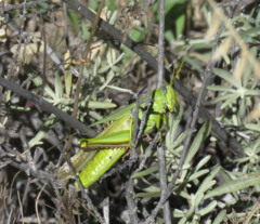 Schistocerca shoshone