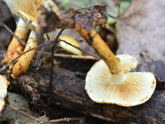 Pholiota lucifera