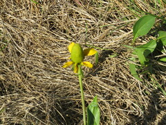 Rudbeckia texana