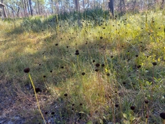 Helianthus radula