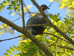 Patagioenas araucana