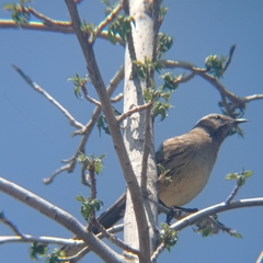 Mimus thenca