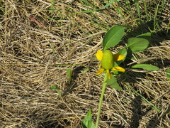 Rudbeckia texana