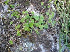 Muehlenbeckia australis