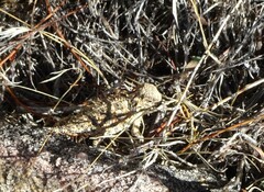 Phrynosoma blainvillii