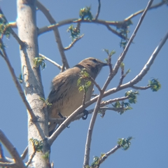 Mimus thenca