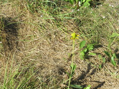 Rudbeckia texana