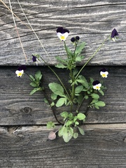 Viola tricolor