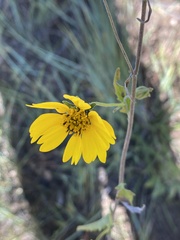Thelesperma simplicifolium