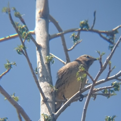Mimus thenca