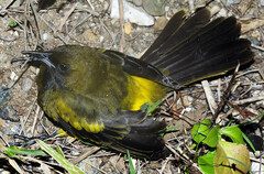 Icterus melanopsis