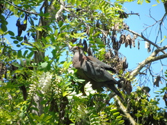 Patagioenas araucana