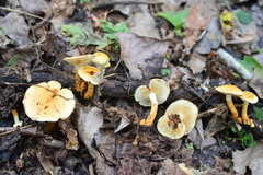 Pholiota lucifera