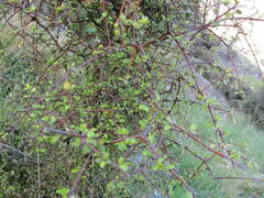 Coprosma crassifolia