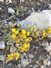 Psilostrophe tagetina