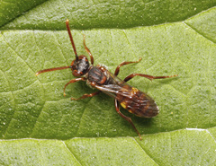 Nomada panzeri