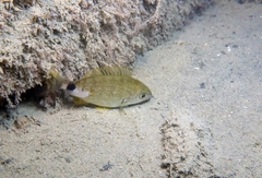 Diplodus annularis