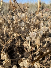 Physalis neomexicana