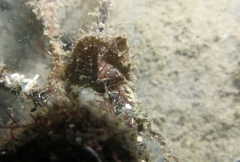 Hippocampus hippocampus