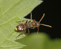Nomada panzeri